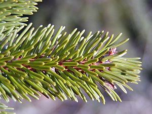 PICEA abies - Loma Vista Nursery