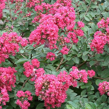 LAGERSTROEMIA Infinitini® Magenta - Loma Vista Nursery