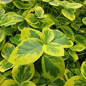 EUONYMUS fort Gold Splash® - Loma Vista Nursery