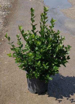 EUONYMUS kiaut Manhattan - Loma Vista Nursery