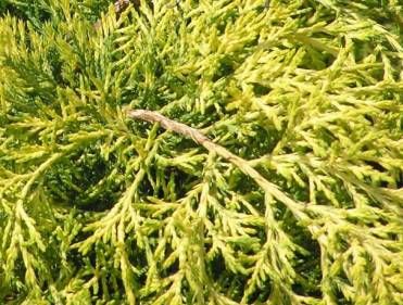 JUNIPERUS chin Gold Lace - Loma Vista Nursery