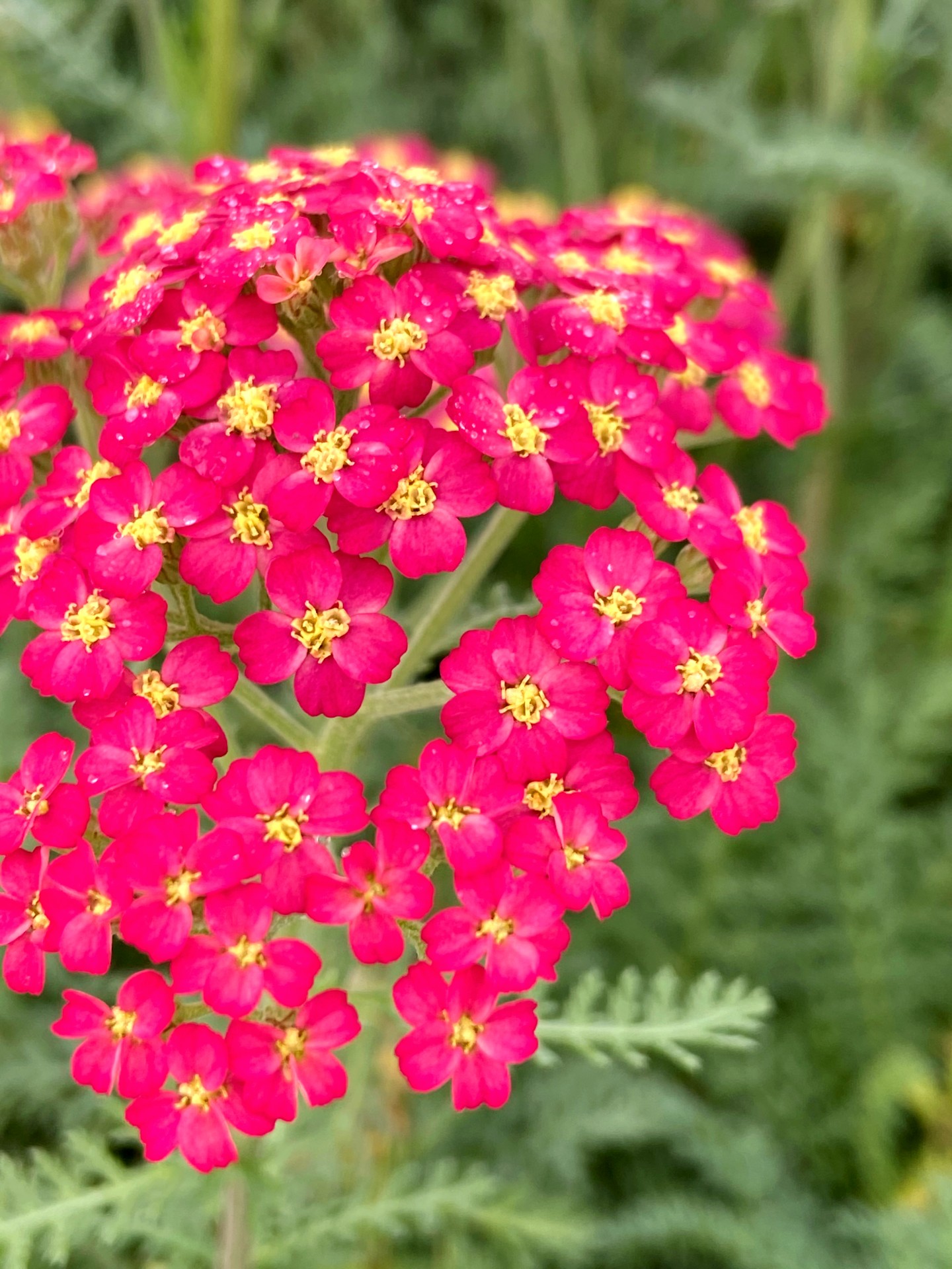 ACHILLEA Paprika Loma Vista Nursery