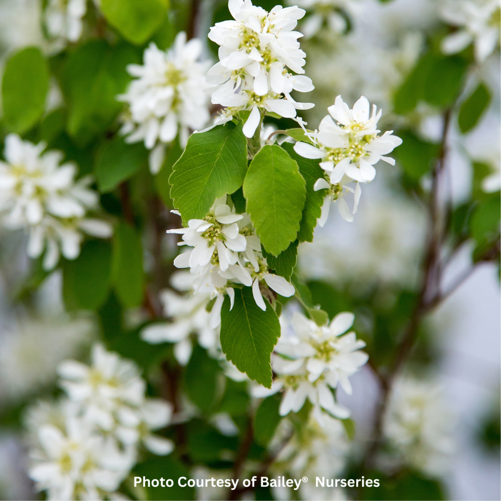 AMELANCHIER Standing Ovation™ First Editions® Loma Vista Nursery