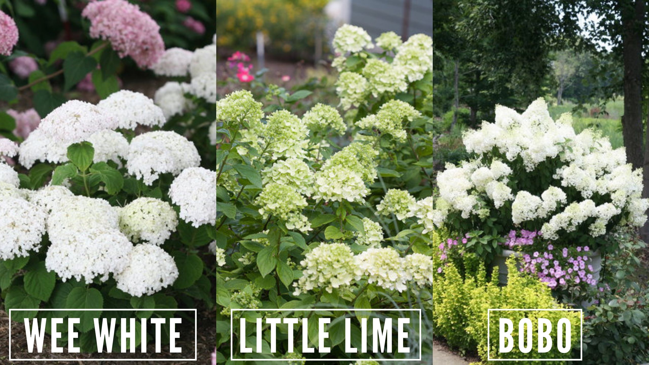 Why To Plant Hydrangeas