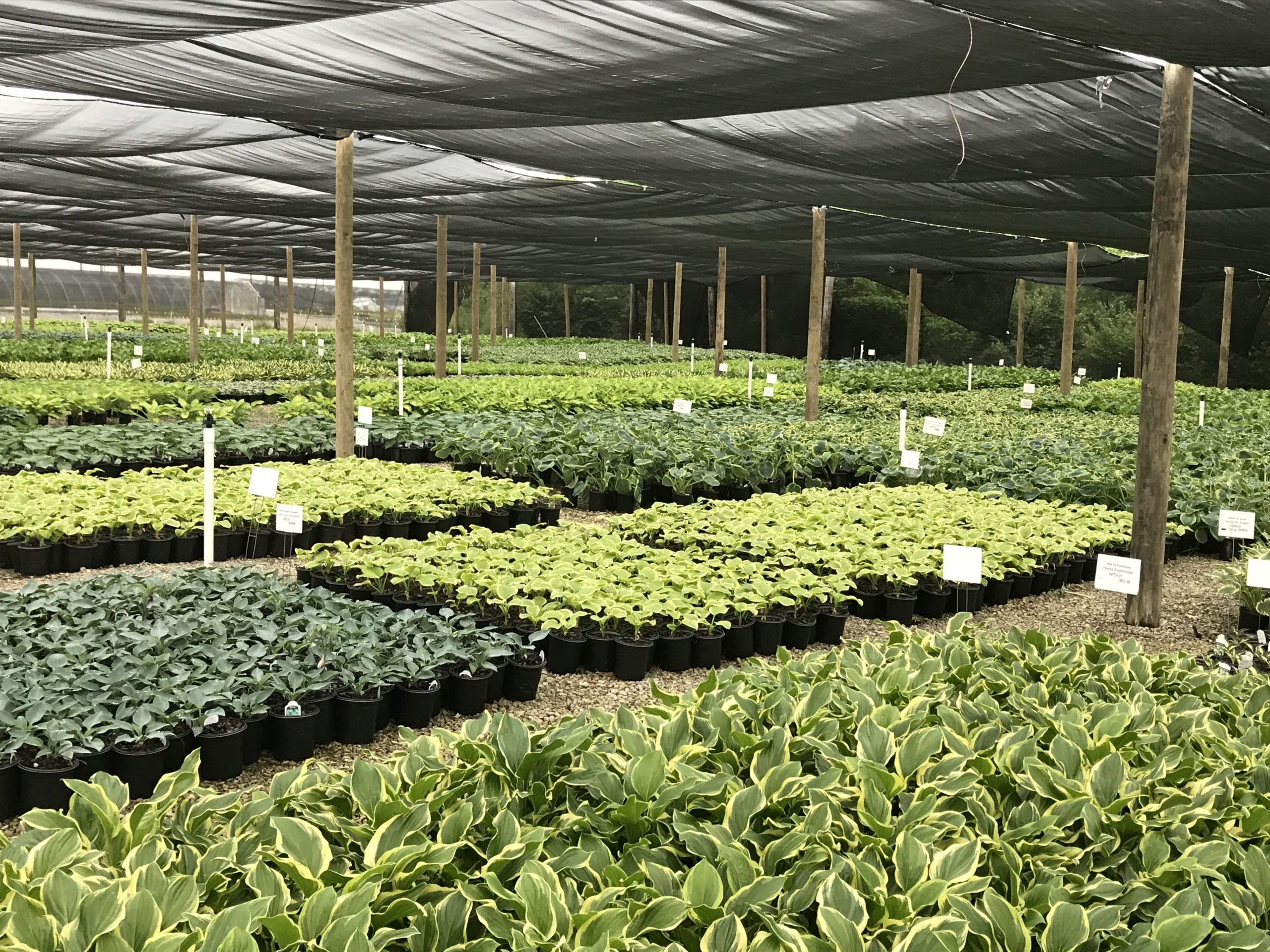 All About Hostas Loma Vista Nursery