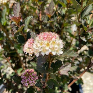 Image of Bee balm tiny wine ninebark companion plants