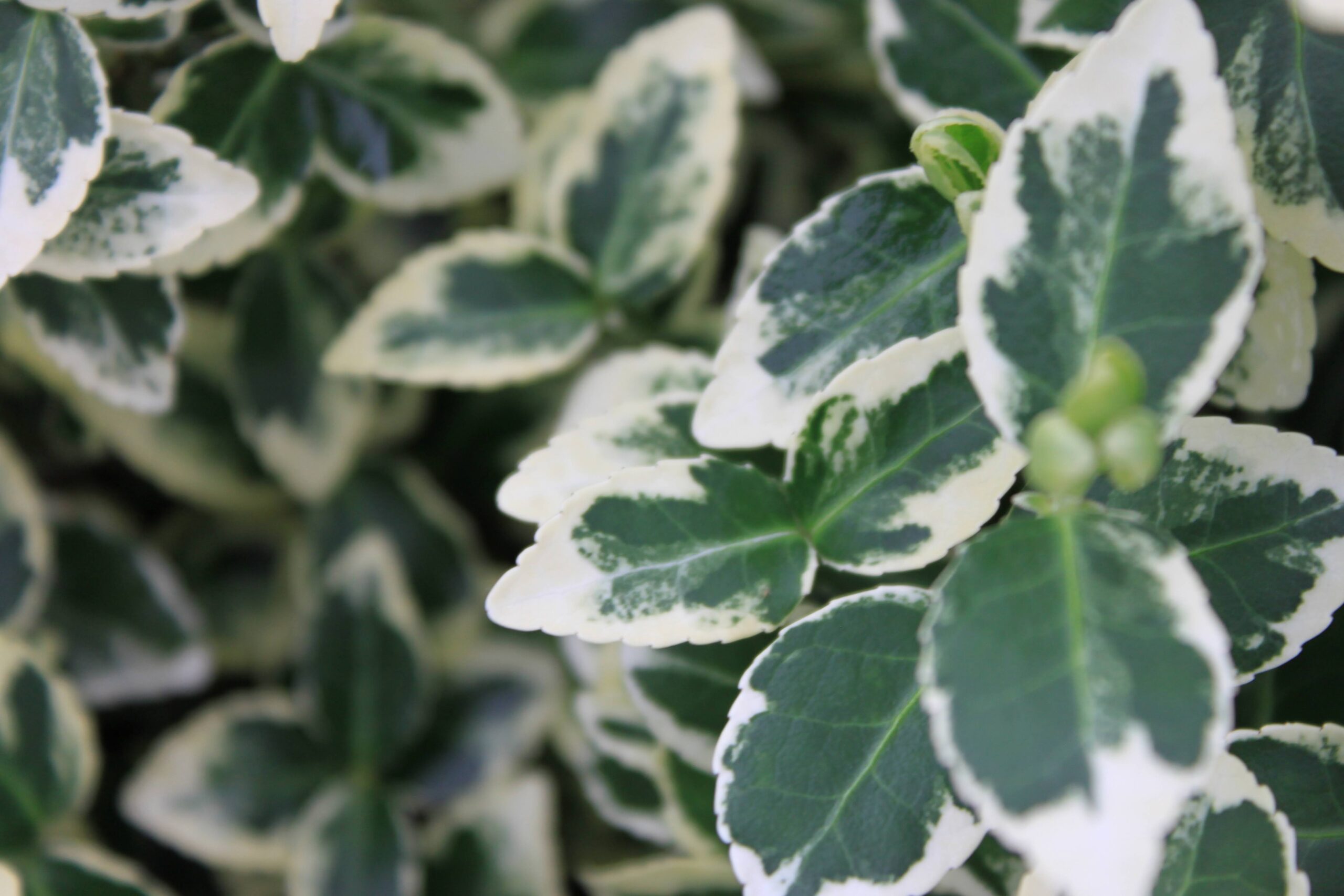 EUONYMUS fortunei White Album® - Loma Vista Nursery