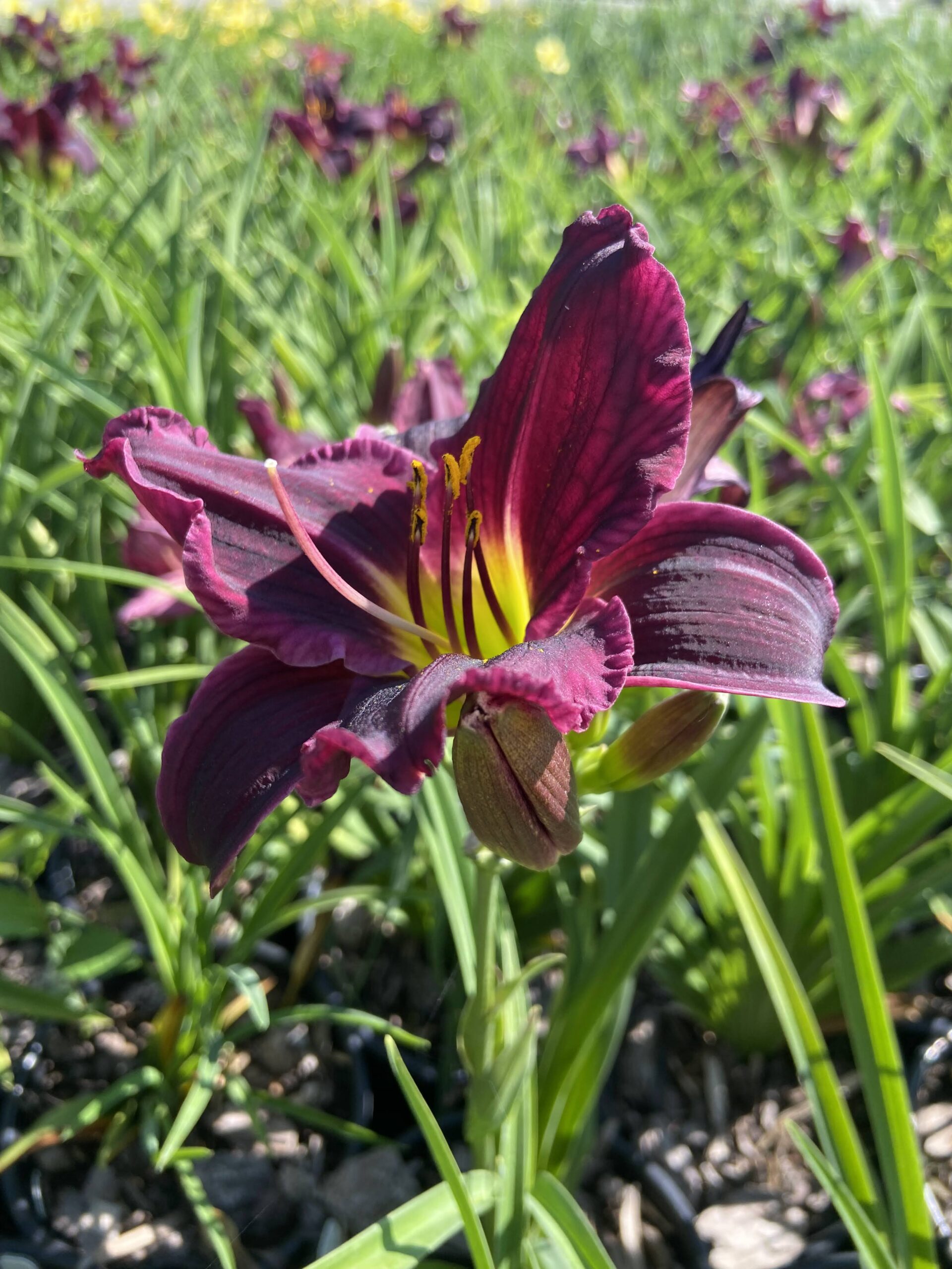 HEMEROCALLIS ‘Stella in Purple’ - Loma Vista Nursery