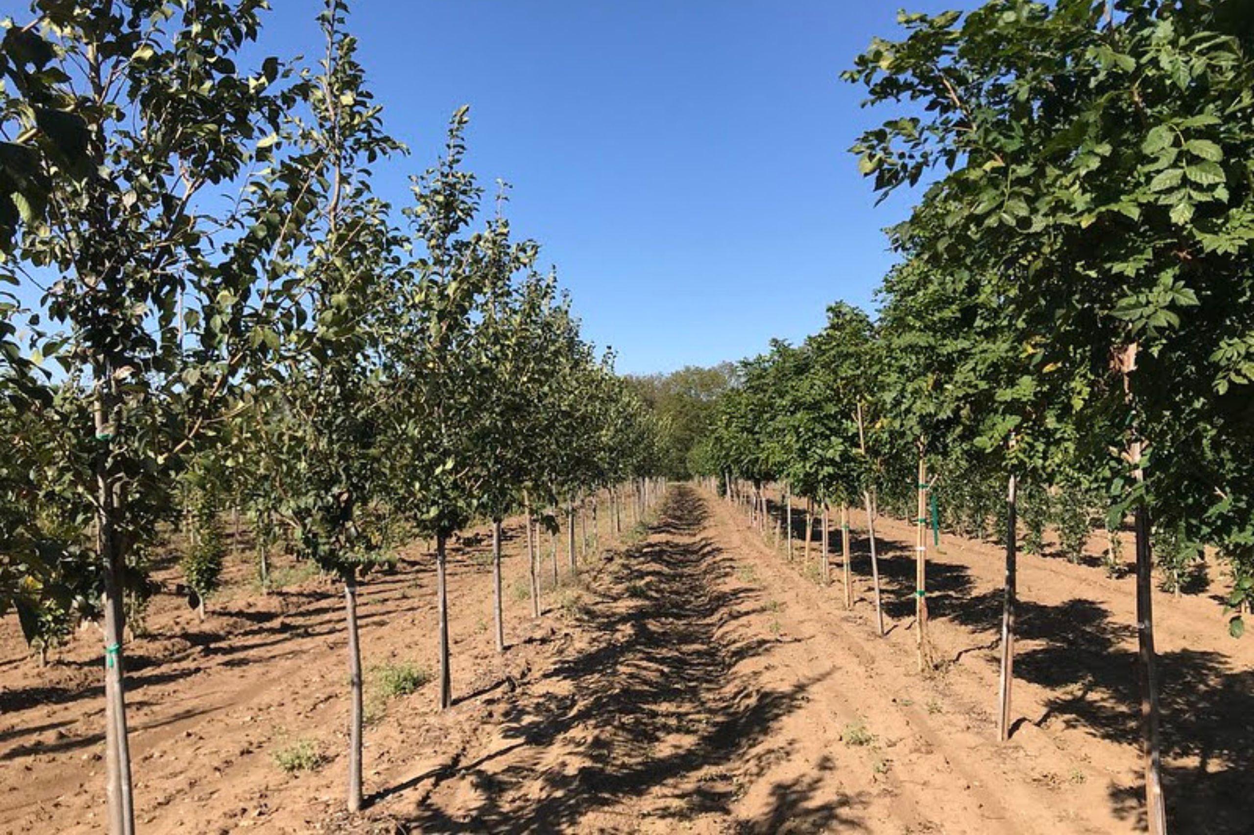 Look to the Trees - Loma Vista Nursery